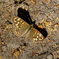 природа начала мая 3 :: Александр Прокудин природа начала мая 3 :: Александр Прокудин