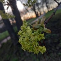 Клён :: Сапсан 