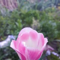 Нежный :: Татьяна Пальчикова