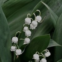 Светлого мая привет! :: Валентина Нефёдова Светлого мая привет! :: Валентина Нефёдова