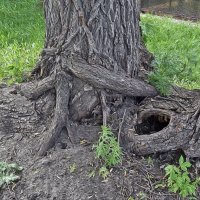 Интересная находка! :: Валентина  Нефёдова 