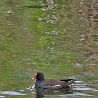 Камышница. :: Валентина  Нефёдова 