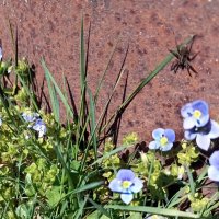 Мир под ногами :: Veera V