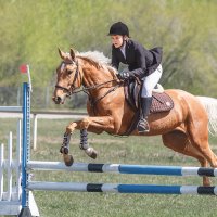 Конкур :: SanSan 