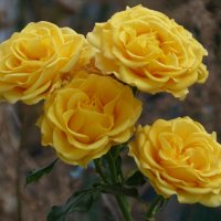 букет из жёлтых роз :: Валентин Семчишин