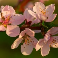 *** :: Виталий Емельянов