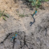 золотистые щурки. :: юрий макаров золотистые щурки. :: юрий макаров