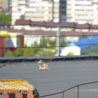Хищник :: Сеня Белгородский Хищник :: Сеня Белгородский