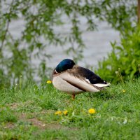Пляжник :: Сеня Белгородский Пляжник :: Сеня Белгородский
