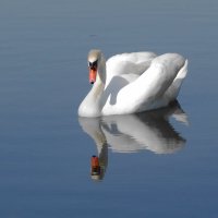 Лебедь :: Рита Симонова