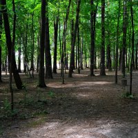 Чебоксары. Западная окраина рощи Гузовского. :: Пётр Чернега