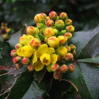 Магония зацветает :: Людмила Смородинская