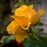 Роза :: Игорь Сикорский