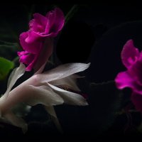 Декабрист месяцы перепутал :: Людмила Фил