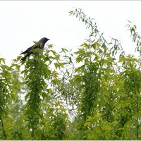 Подсматривающая :: Сеня Белгородский Подсматривающая :: Сеня Белгородский