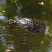 Черепашка :: Фёдор Меркурьев Черепашка :: Фёдор Меркурьев
