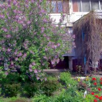 Мелодия весны! :: Ольга Довженко