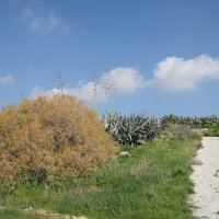 Пейзаж. Кипр :: Oleg4618 Шутченко