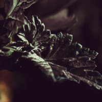 Из сумрака :: Варвара Высоцкая