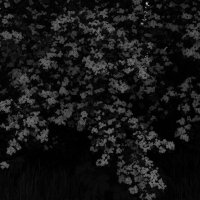 Цветущее дерево :: Максим 