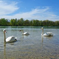 Радуясь теплому дню...... :: Галина 