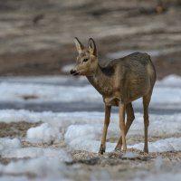 *** :: Дмитрий 