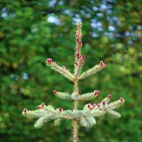 *** :: Андрей Л. В.