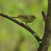 Пеночка теньковка. :: Алексей . Пеночка теньковка. :: Алексей .