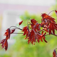 Краснолистный клён :: Светлана 