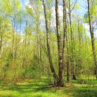 Весна в берёзовой роще :: Андрей Снегерёв