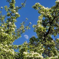 Луна, первоцвет. :: Светлана 13.06.