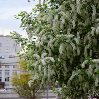 А запаааах!!! :: Наталья Вязигина