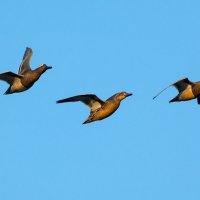 тройка :: Виталий Емельянов