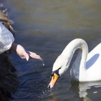 "Не оскудеет рука дающего" :: Светлана Тихонина "Не оскудеет рука дающего" :: Светлана Тихонина
