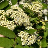 Рябина цветет. :: Ирина 