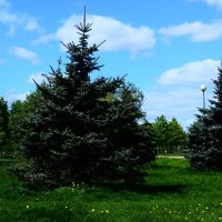 Ёлочки :: Василий Палий