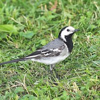 сожители городские :: Олег Лукьянов