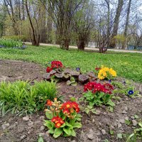 Примулы :: Сапсан 