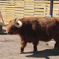 Бычок Гаврюша :: <<< Наташа >>> Бычок Гаврюша :: <<< Наташа >>>