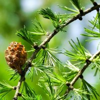 Прошлогодняя шишка на зелёной лиственнице :: Милешкин Владимир Алексеевич Прошлогодняя шишка на зелёной лиственнице :: Милешкин Владимир Алексеевич