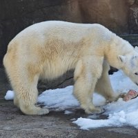 Белая медведица :: <<< Наташа >>> Белая медведица :: <<< Наташа >>>