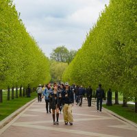 Нежная зелень весны :: Ольга Нежная зелень весны :: Ольга