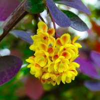 Цветы барбариса :: Милешкин Владимир Алексеевич 