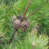 *** :: Виктор Иванович Чернюк *** :: Виктор Иванович Чернюк