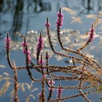 природа шепчет :: Олег Лукьянов природа шепчет :: Олег Лукьянов