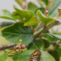 на листке :: Michel 