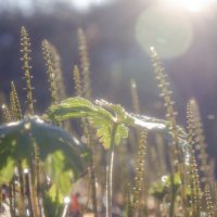 В утреннем Солнце :: Lyubov Busova
