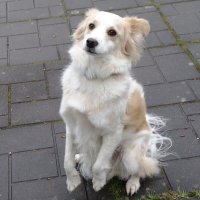 Братья наши меньшие... :: Рита Симонова Братья наши меньшие... :: Рита Симонова