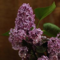 Цветы Победы :: Юрий Гайворонскiий