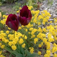 На улицах города :: Елена Семигина